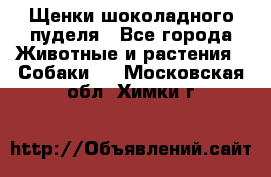 Щенки шоколадного пуделя - Все города Животные и растения » Собаки   . Московская обл.,Химки г.